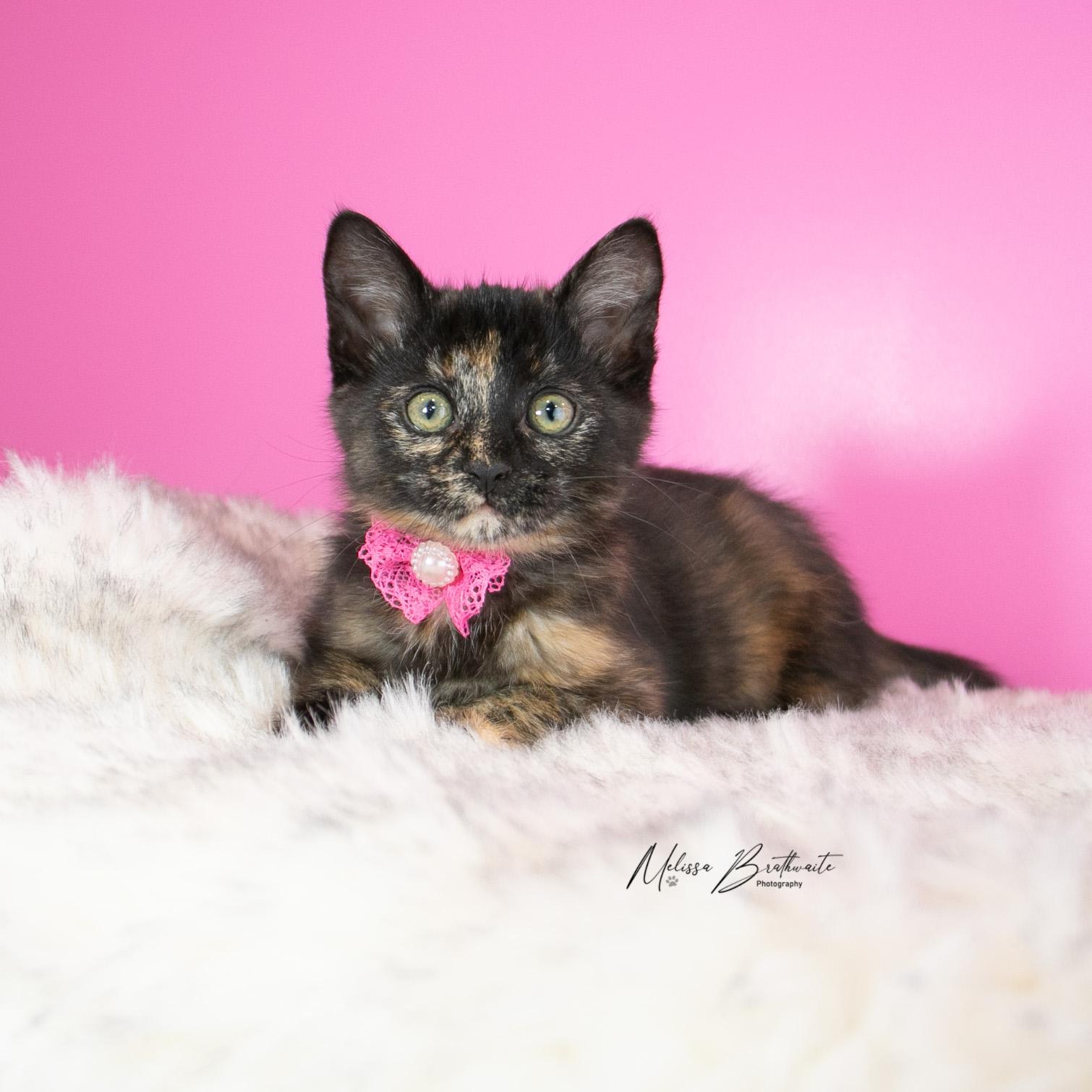 Enlarge Grace, a Adoptable Torbie in Calgary, AB image 2/5