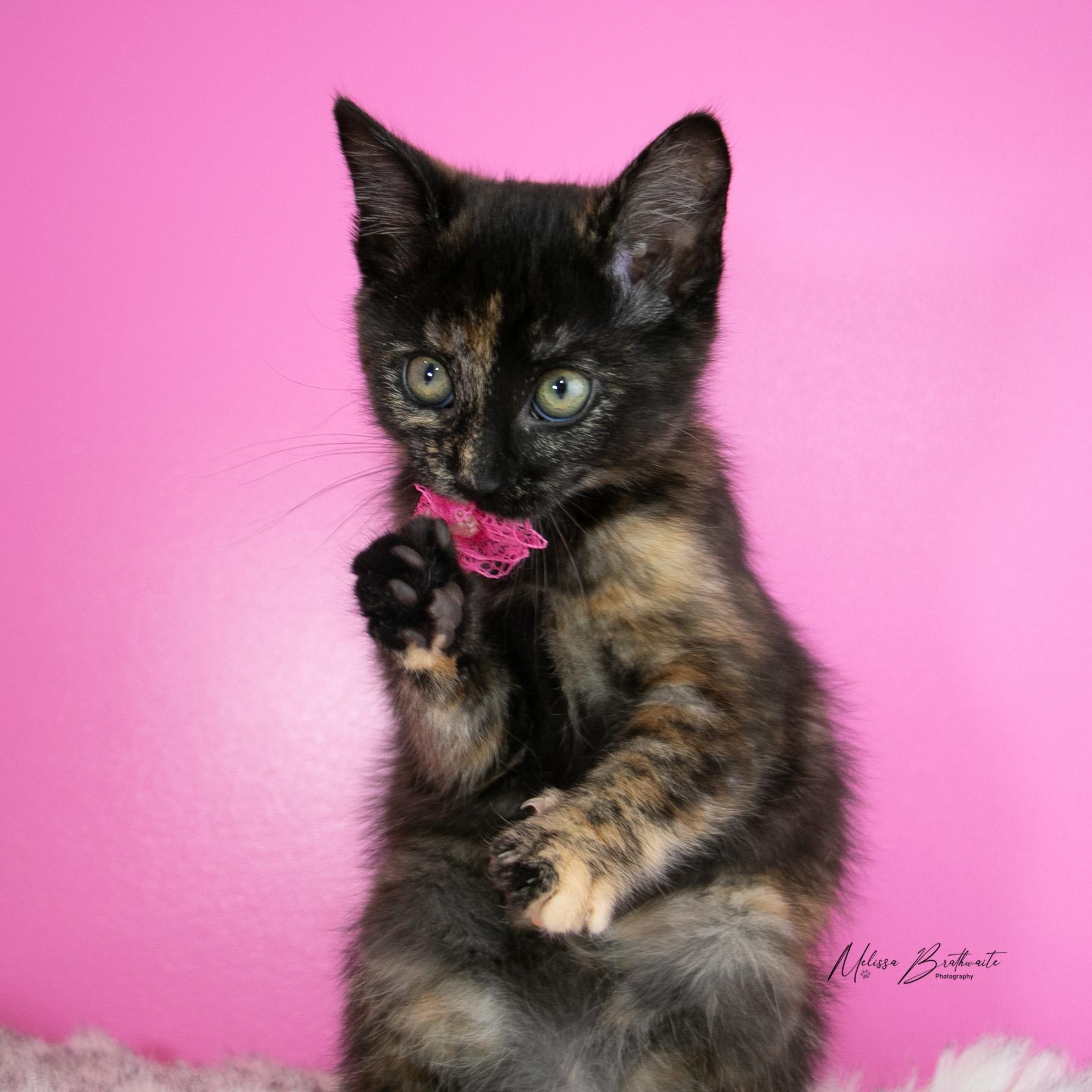 Enlarge Grace, a Adoptable Torbie in Calgary, AB image 4/5