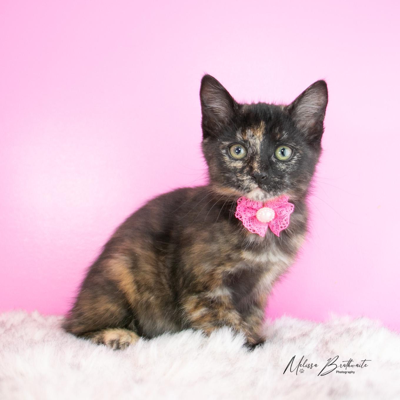 Grace, Adoptable, Kitten Female Torbie.