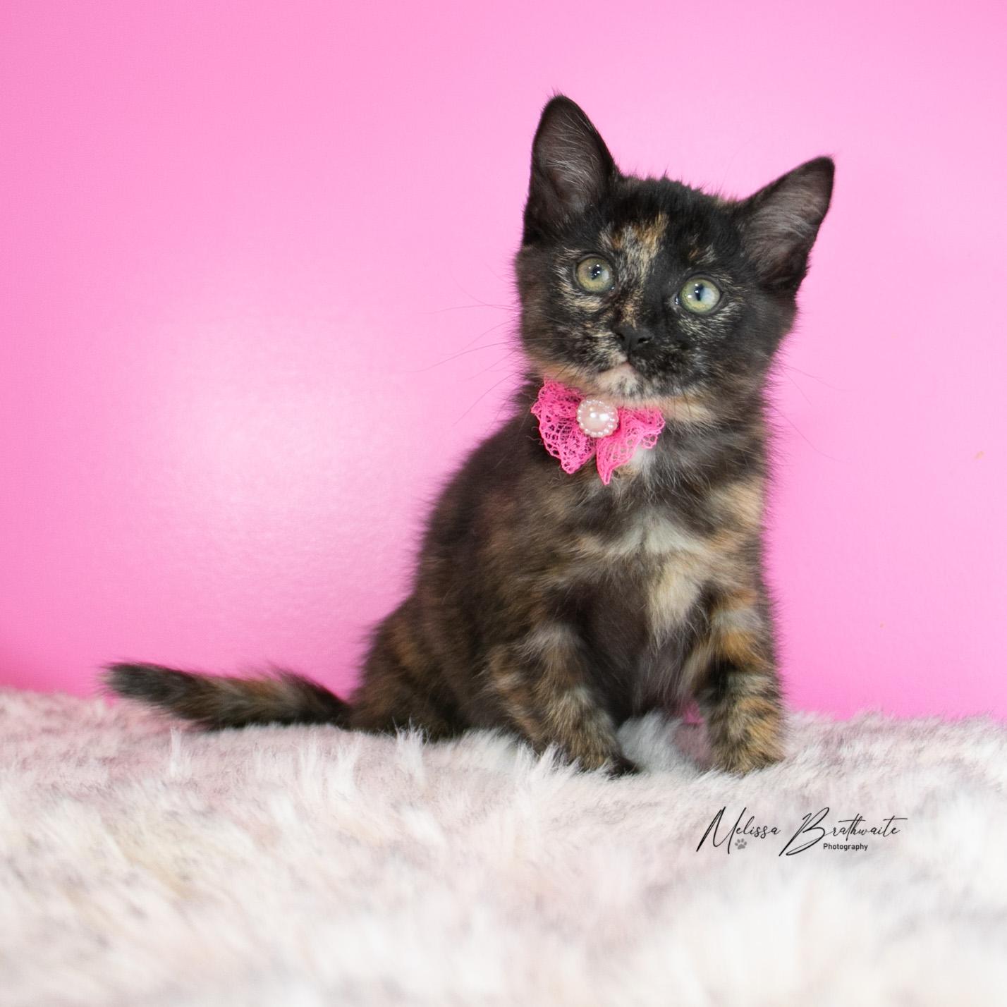 Enlarge Grace, a Adoptable Torbie in Calgary, AB image 5/5