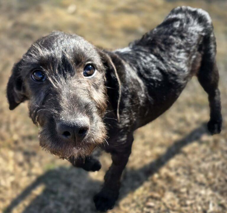 Momo, an adopted Labradoodle in Red Hook, NY image 2/5