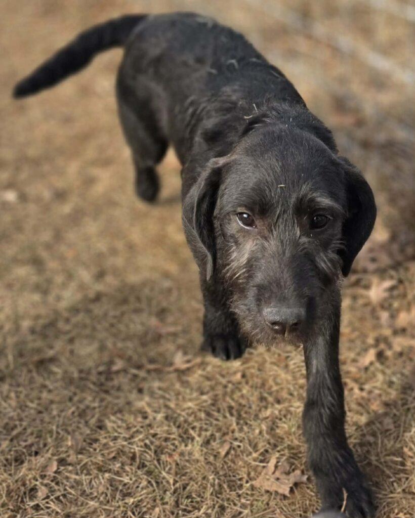Momo, an adopted Labradoodle in Red Hook, NY image 4/5