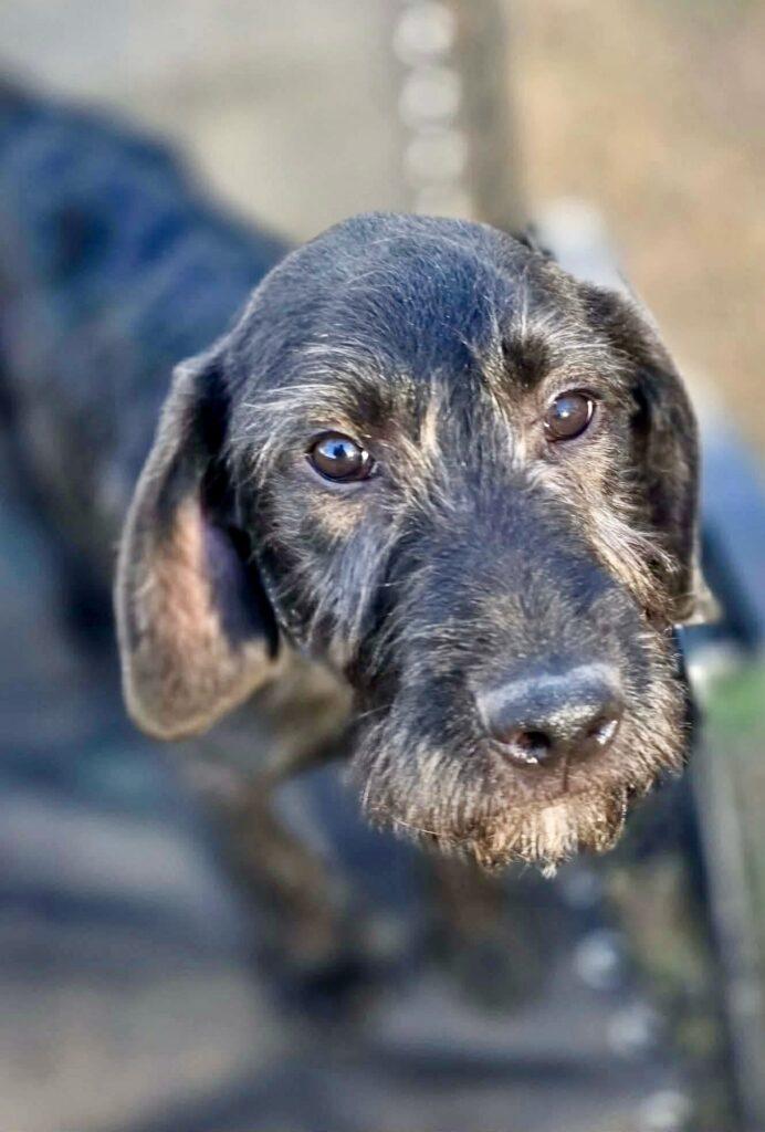 Momo, an adopted Labradoodle in Red Hook, NY image 1/5