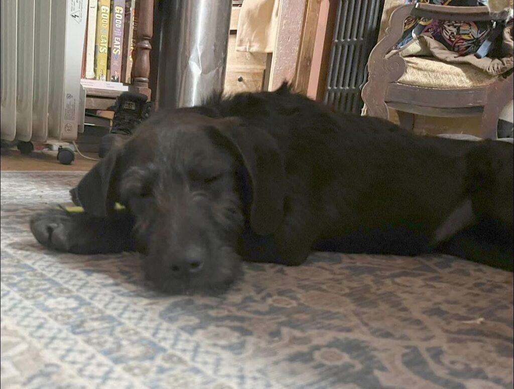 Momo, an adopted Labradoodle in Red Hook, NY image 3/5