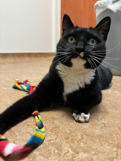Chelsea, Adoptable, Adult Female Domestic Short Hair & Domestic Short Hair.