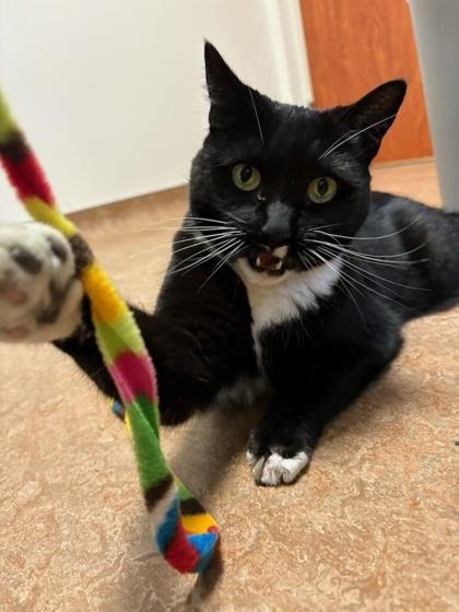 Enlarge Chelsea, a Adoptable mixed breed in Fairfax, VA image 2/3