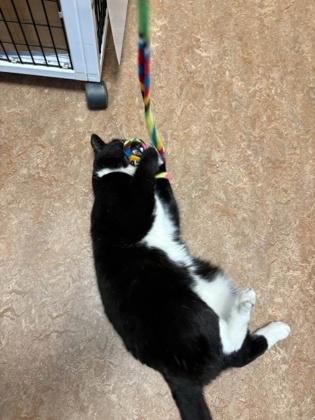 Enlarge Chelsea, a Adoptable mixed breed in Fairfax, VA image 3/3