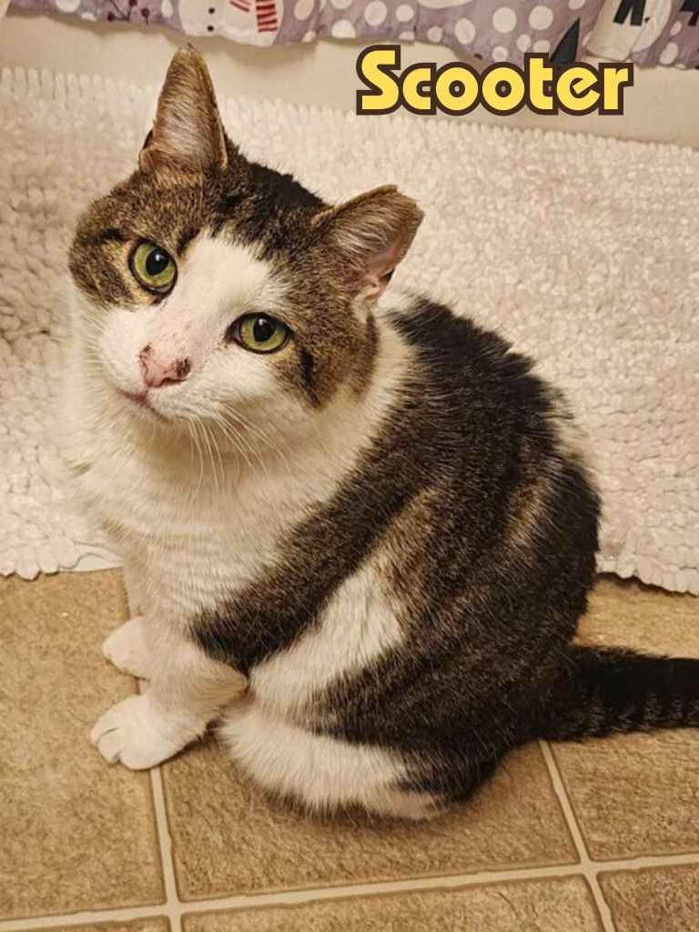 Enlarge Scooter, a Adopted Domestic Short Hair in Winchester, VA image 1/1