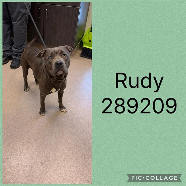 RUDY, Adoptable, Young Male Pit Bull Terrier & Mixed Breed.