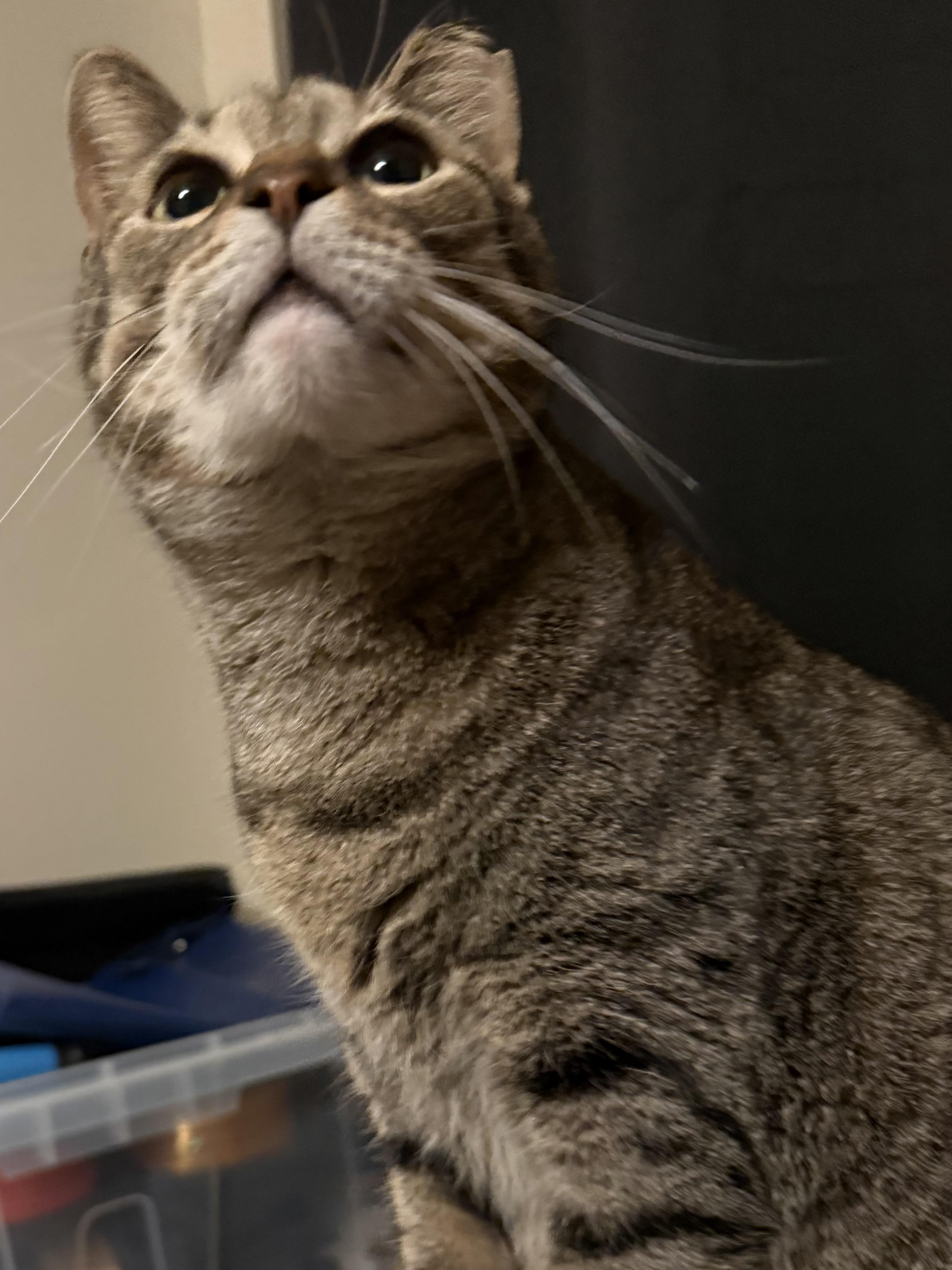 Enlarge Nugget, a Adoptable Domestic Short Hair in Denver, CO image 3/3