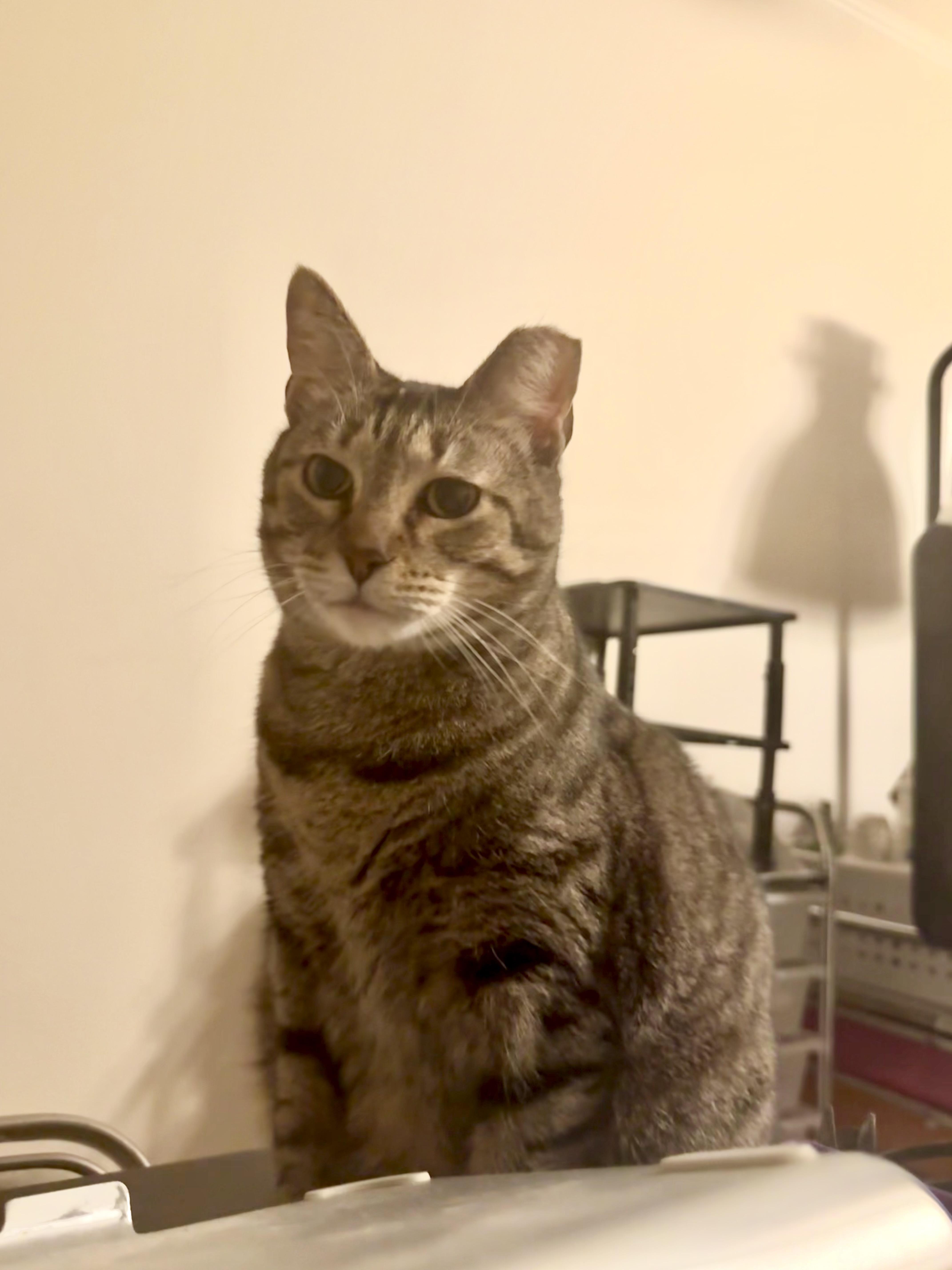 Nugget, Adoptable, Adult Female Domestic Short Hair.