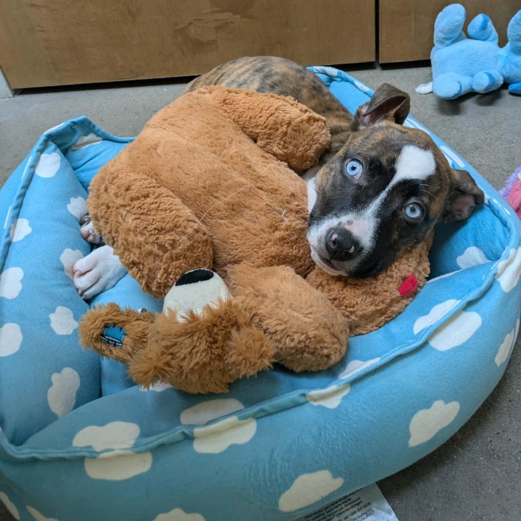 Enlarge Dolly, a Adoptable Mixed Breed in Zuni, VA image 1/6