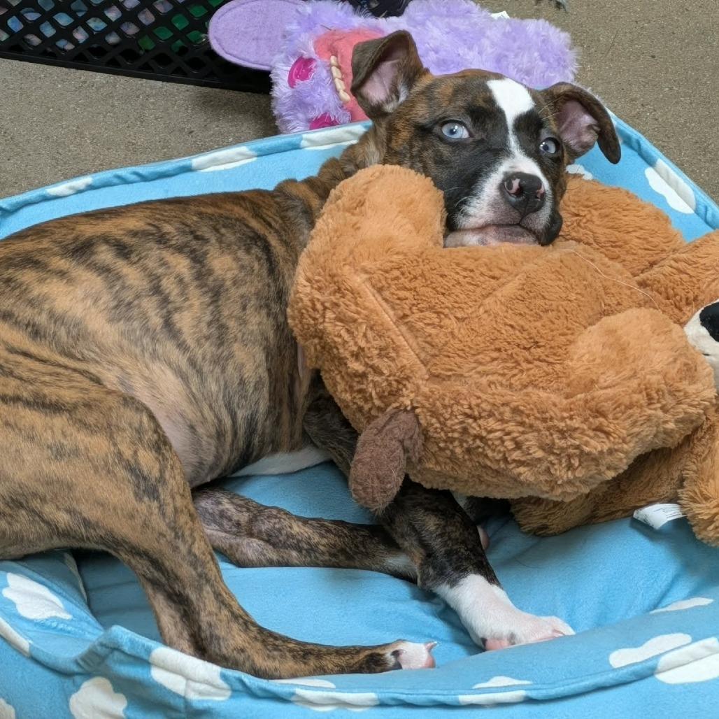 Enlarge Dolly, a Adoptable Mixed Breed in Zuni, VA image 2/6