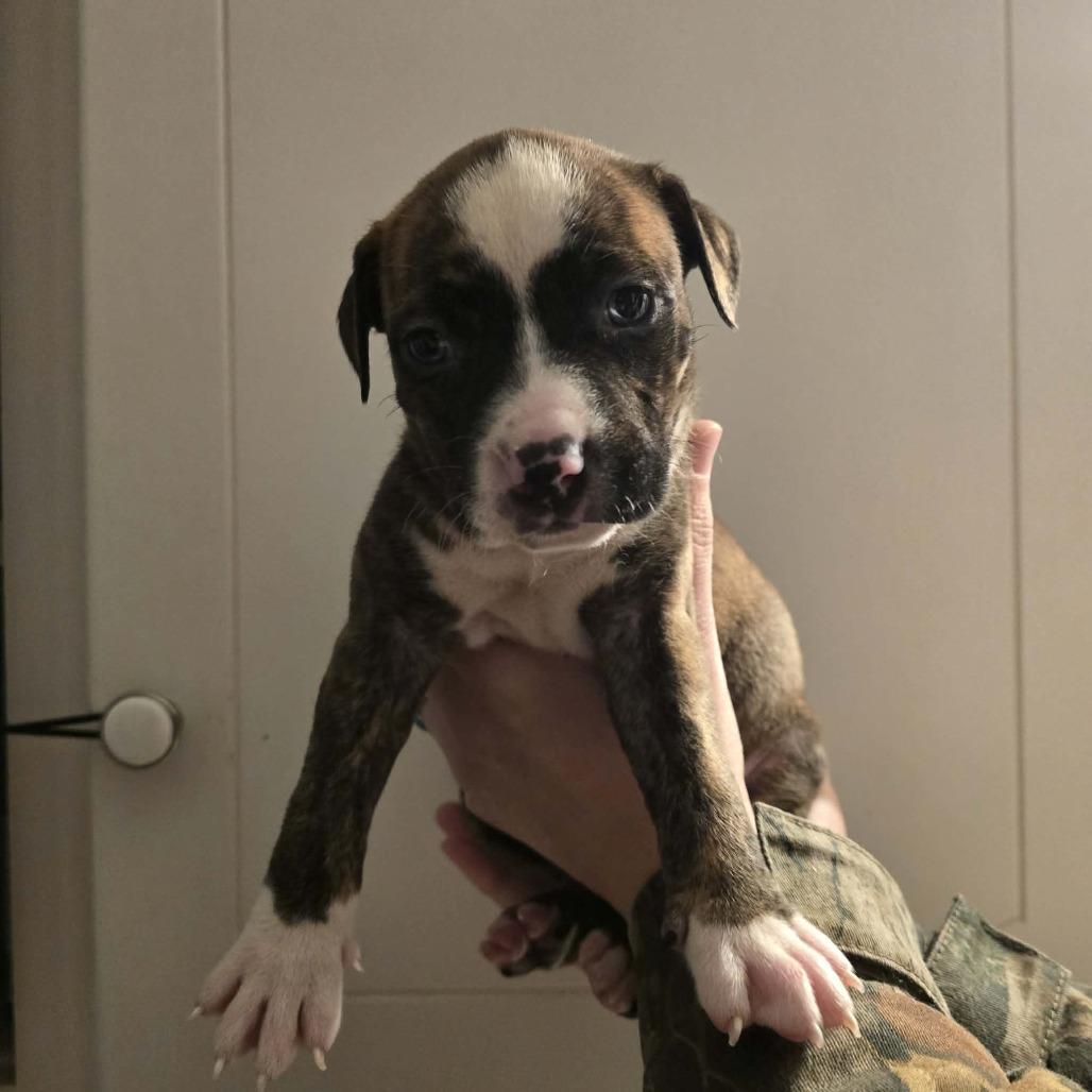 Enlarge Dolly, a Adoptable Mixed Breed in Zuni, VA image 3/6