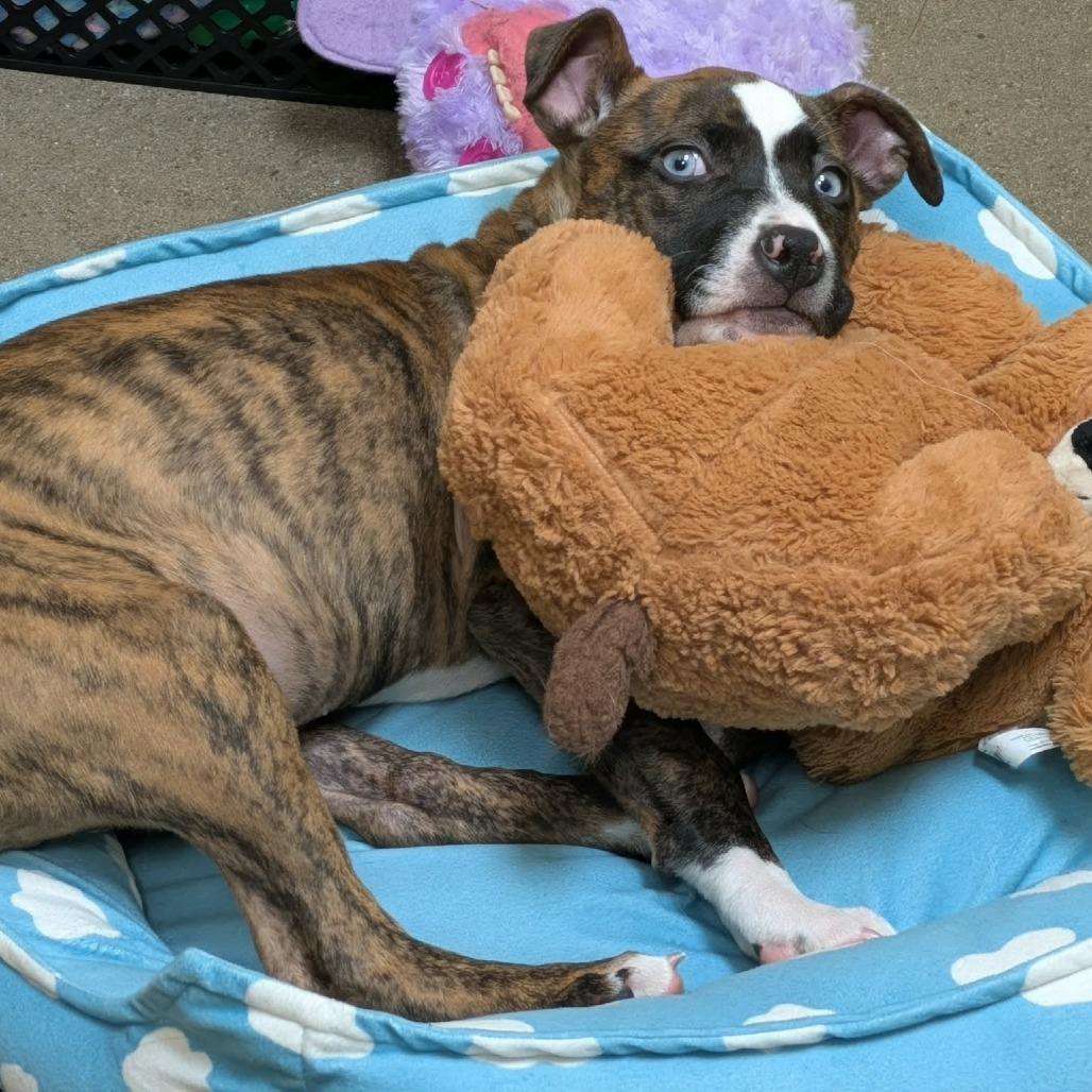 Enlarge Dolly, a Adoptable Mixed Breed in Zuni, VA image 4/6