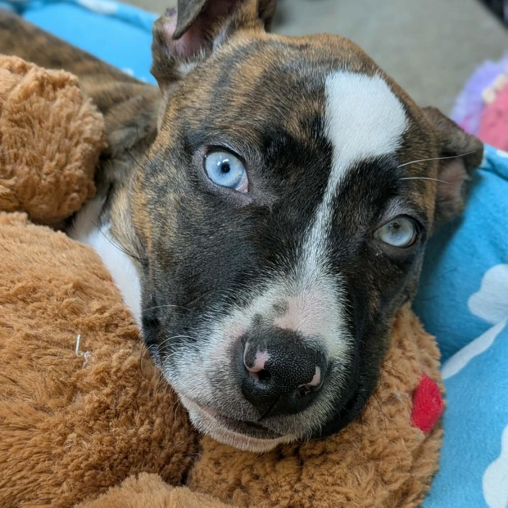 Enlarge Dolly, a Adoptable Mixed Breed in Zuni, VA image 5/6