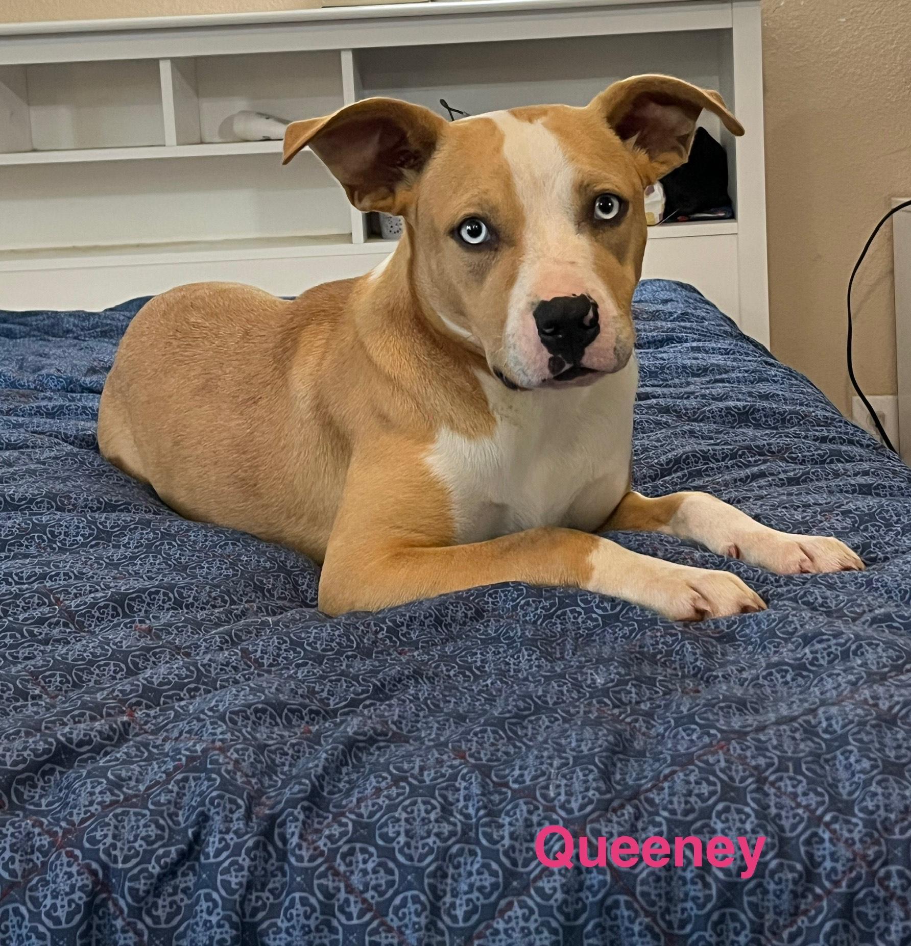 Enlarge queen, a Adoptable mixed breed in Joliet, IL image 5/6