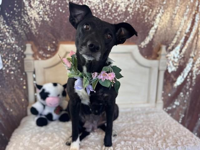 HOLIDAY, Adoptable, Adult Female Border Collie & Pit Bull Terrier.