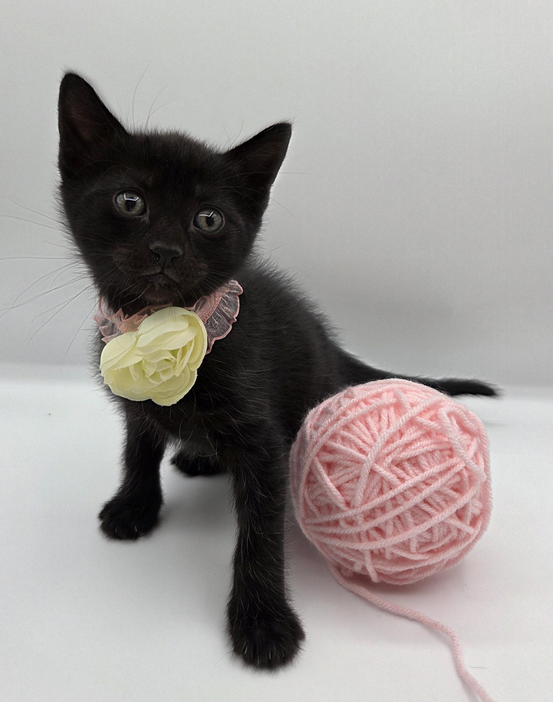 Carrie, a Adoptable mixed breed in Mt laurel Township, NJ image 6/6