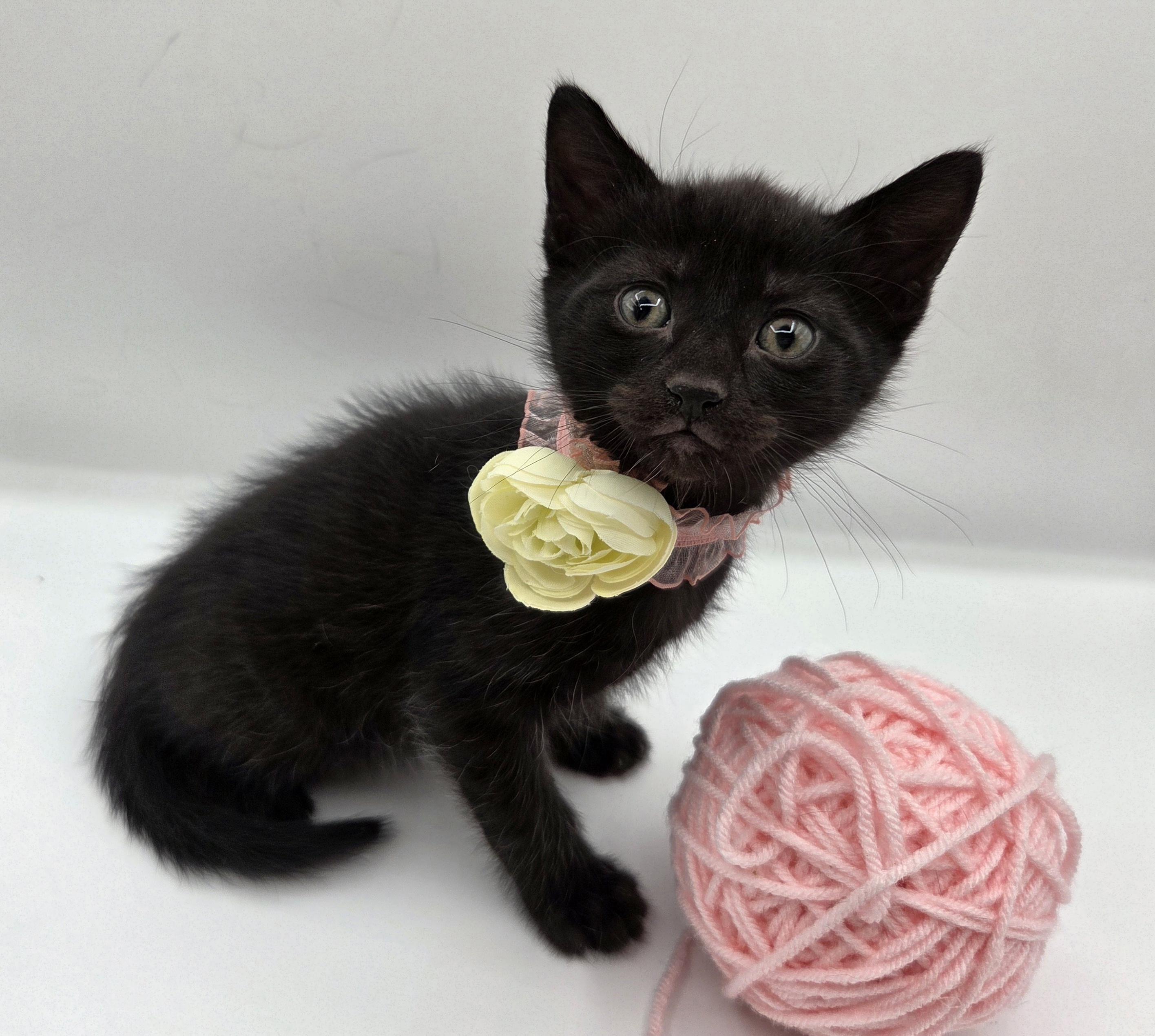 Carrie, a Adoptable mixed breed in Mt laurel Township, NJ image 3/6