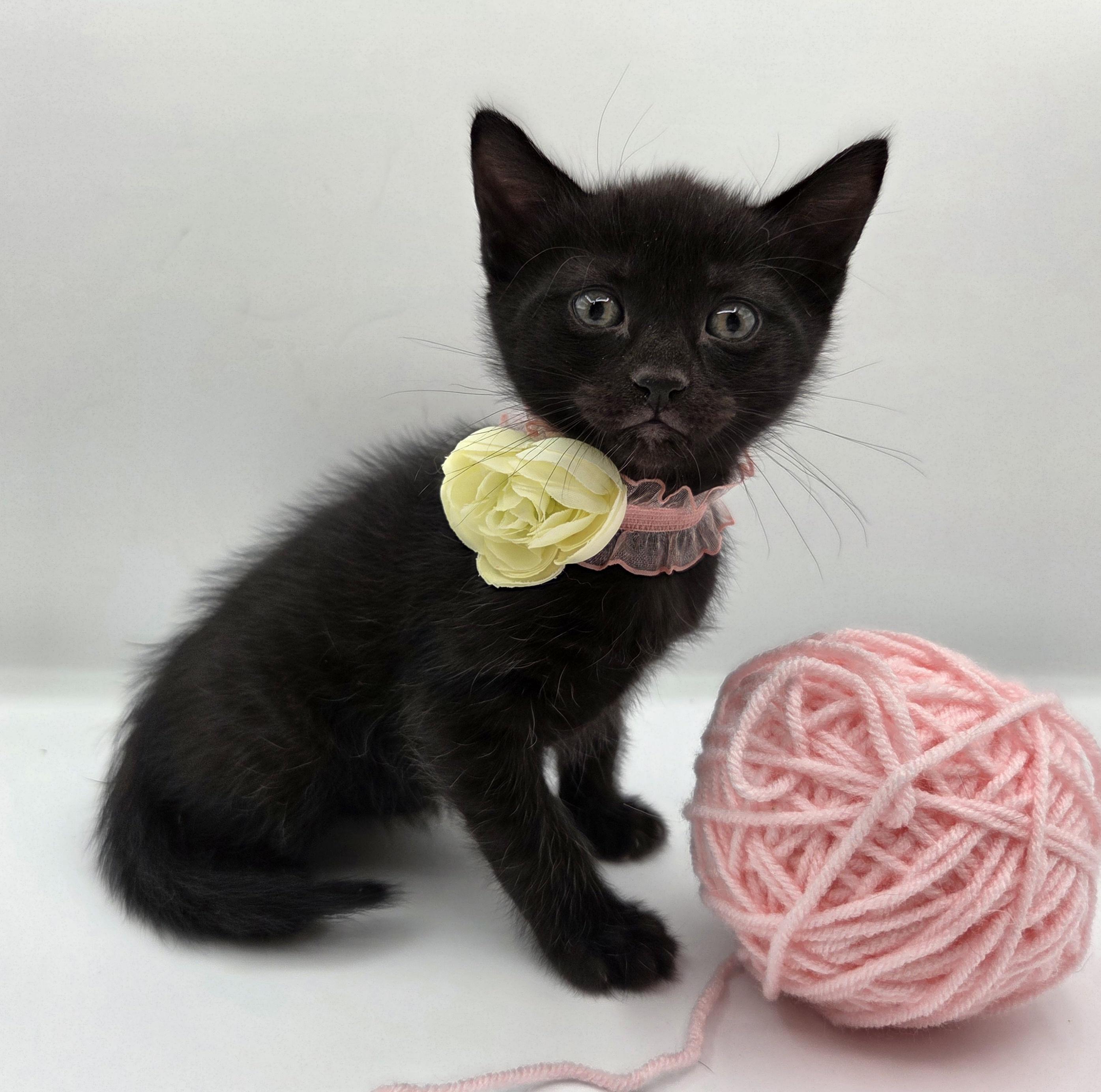 Carrie, Adoptable, Kitten Female Domestic Short Hair & Bombay.