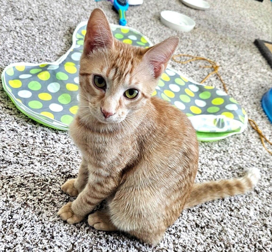 Bologna (part of a pair), Adoptable, Kitten Male Domestic Short Hair.