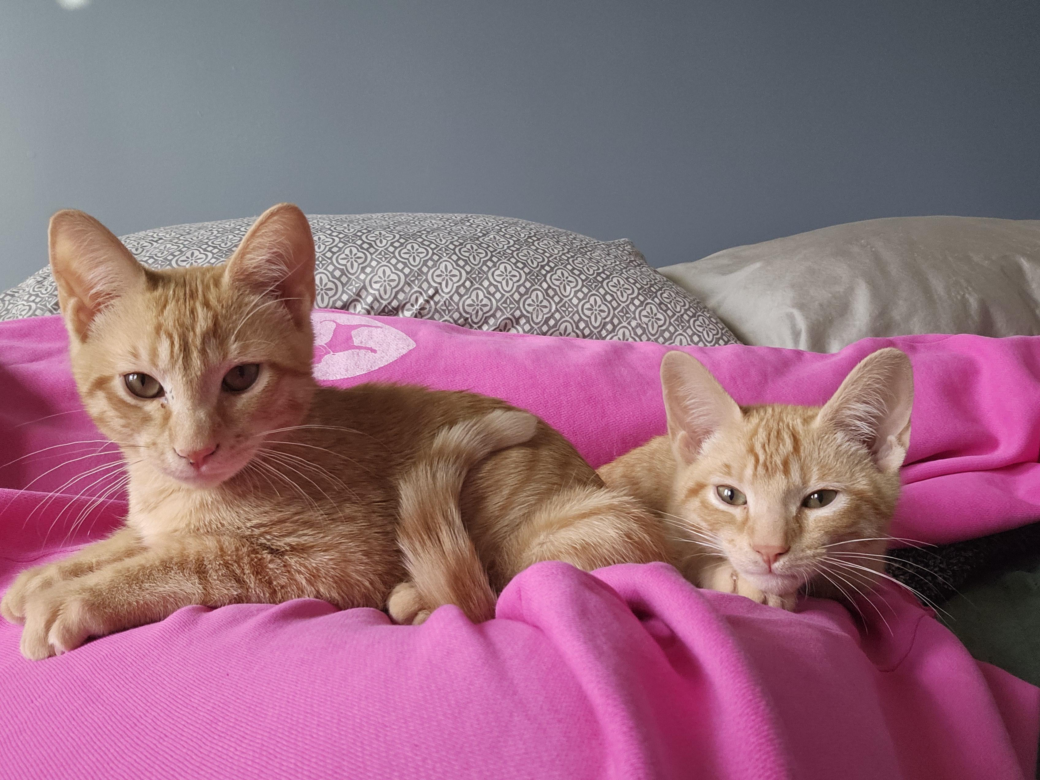 Enlarge Adopted! Bologna (part of a pair), a Adoptable Domestic Short Hair in Bowie, MD image 2/6