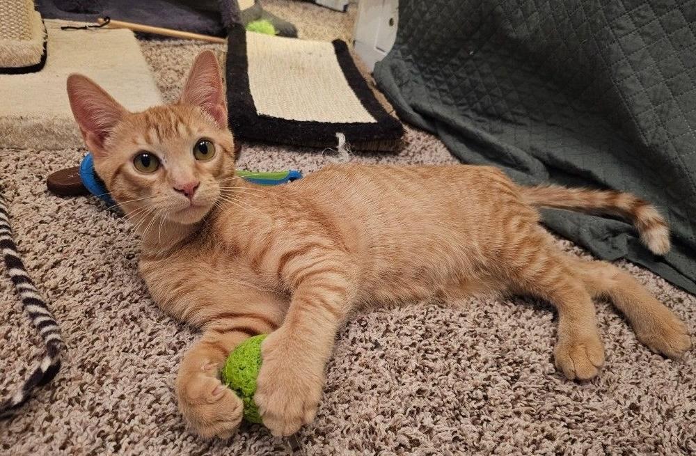 Enlarge Adopted! Bologna (part of a pair), a Adoptable Domestic Short Hair in Bowie, MD image 4/6