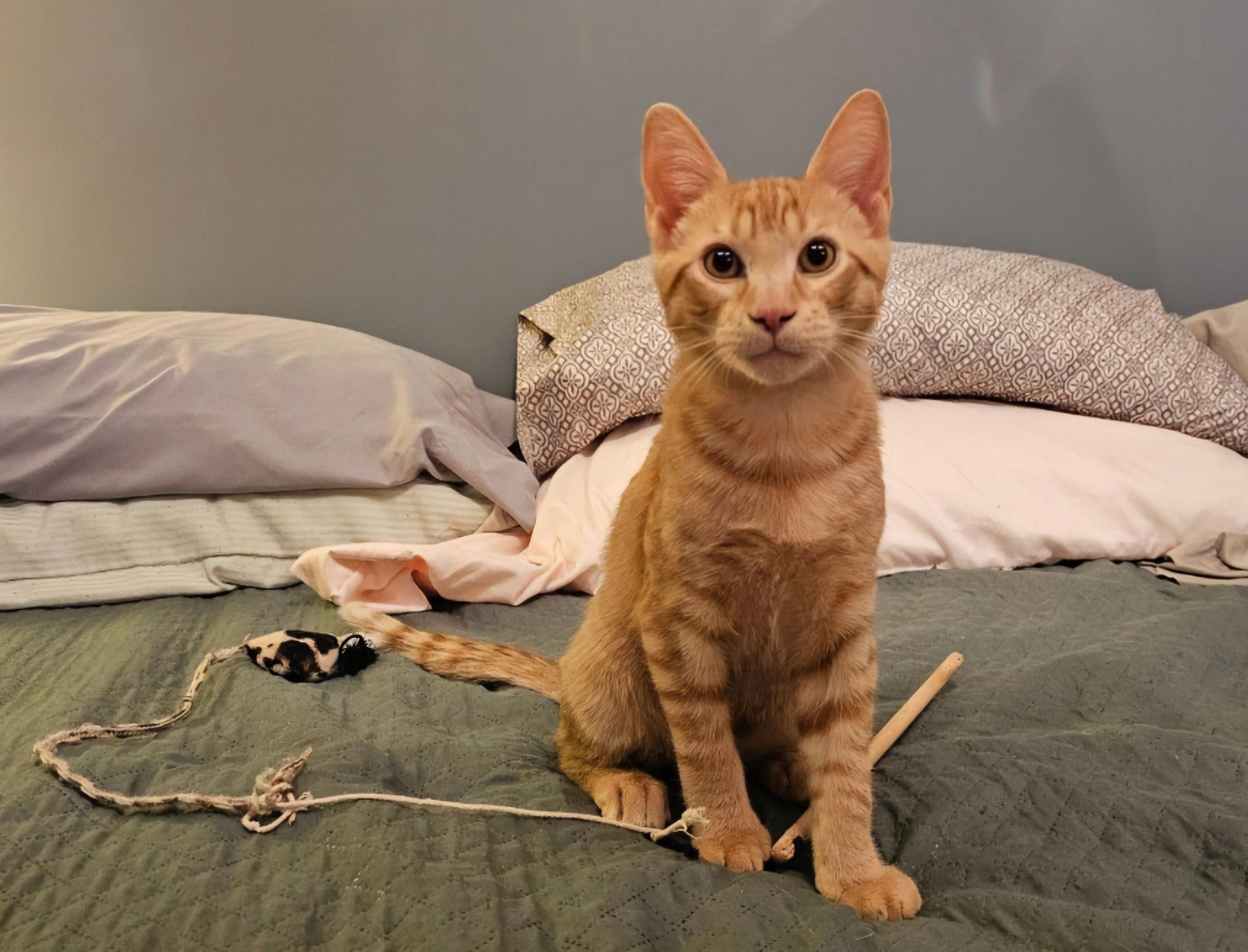 Enlarge Adopted! Bologna (part of a pair), a Adoptable Domestic Short Hair in Bowie, MD image 5/6