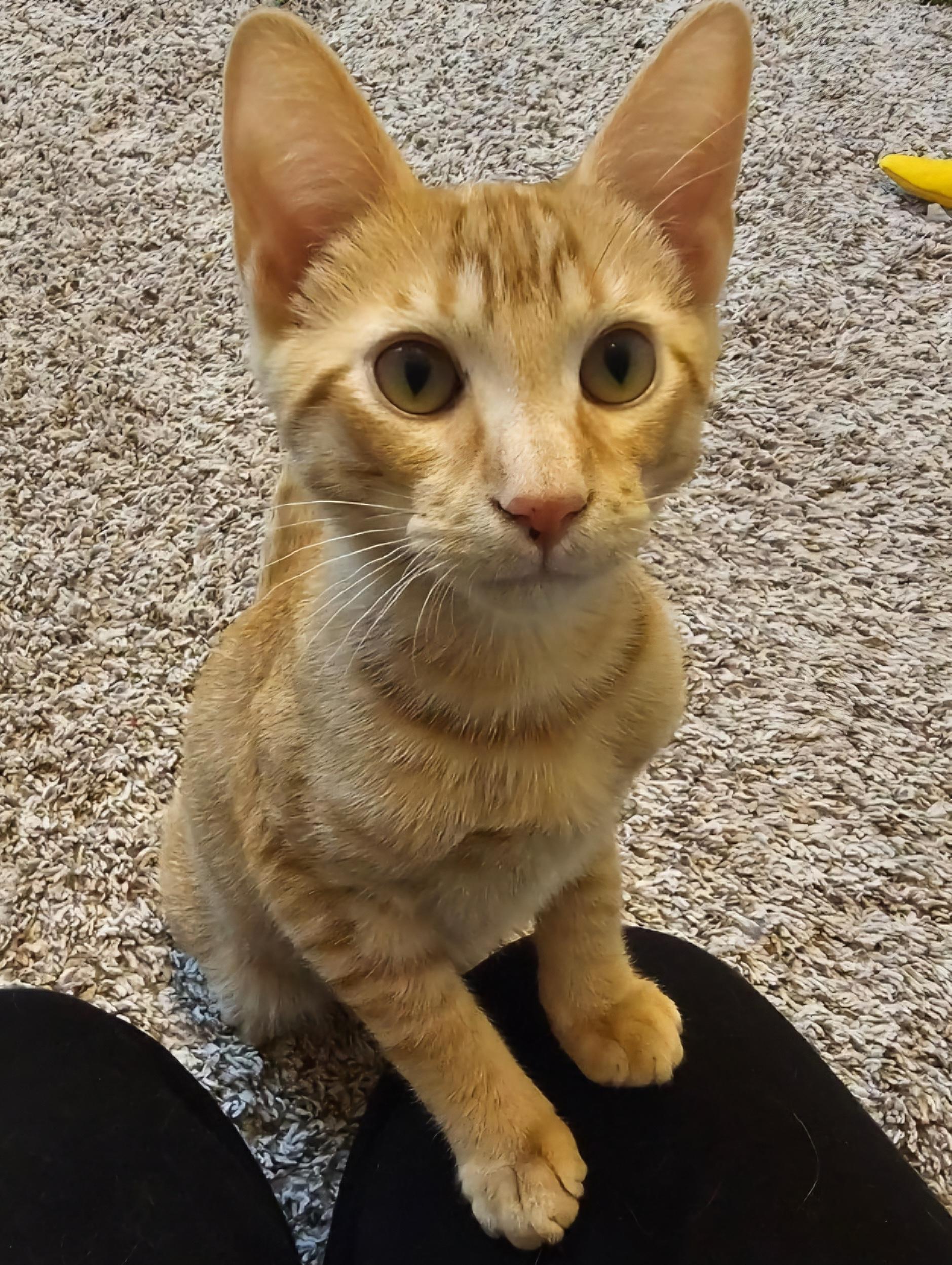 Enlarge Adopted! Bologna (part of a pair), a Adoptable Domestic Short Hair in Bowie, MD image 6/6