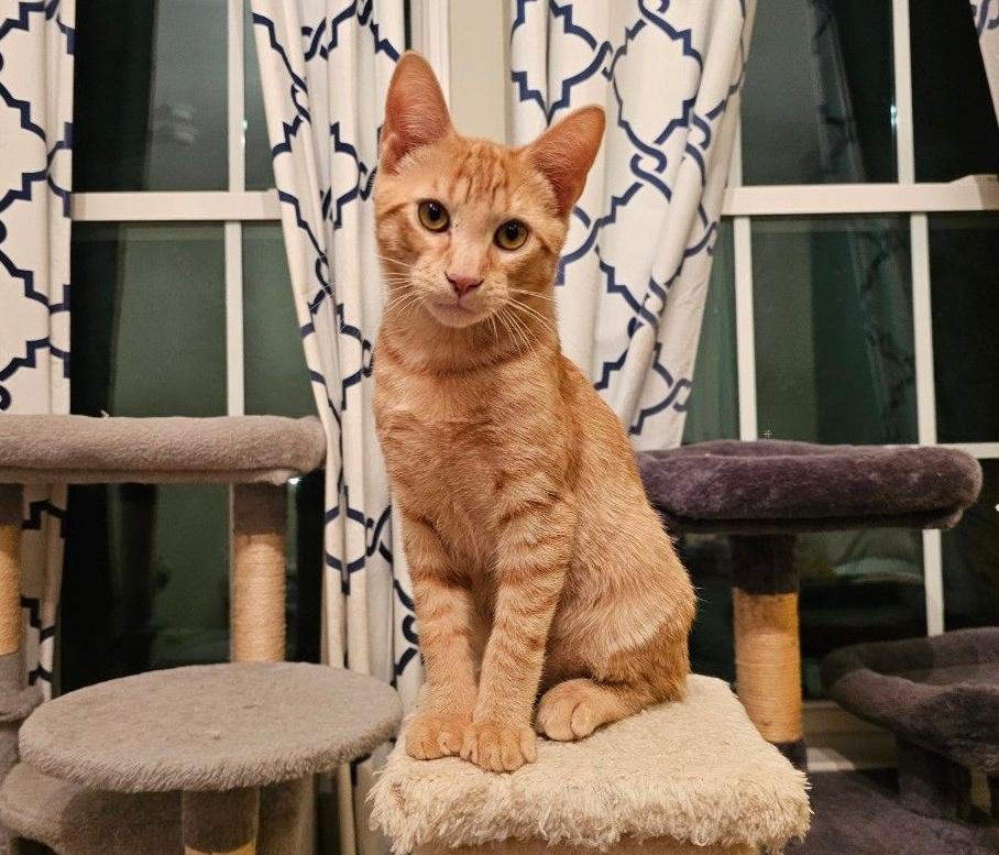 Enlarge Adopted! Bologna (part of a pair), a Adoptable Domestic Short Hair in Bowie, MD image 3/6