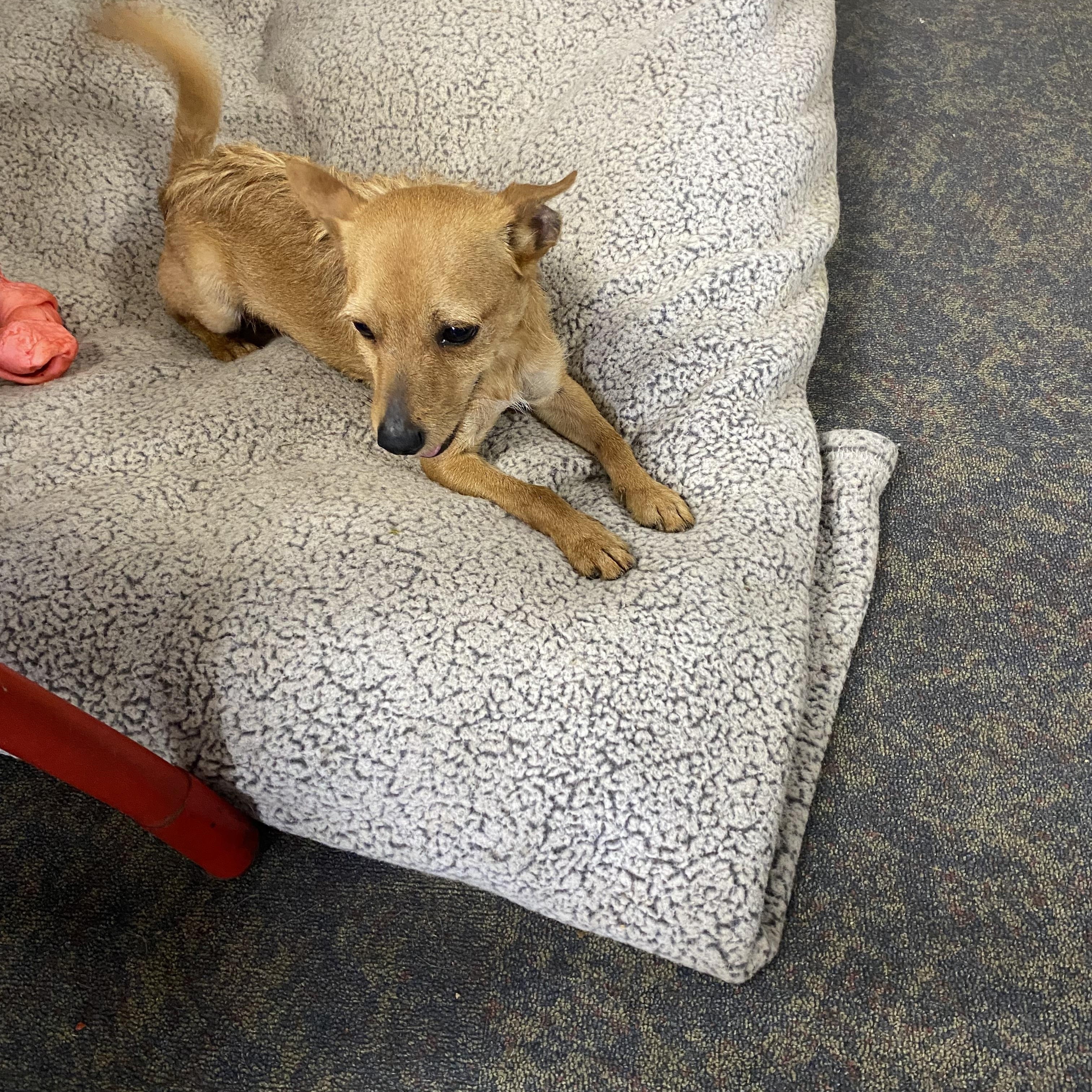 Enlarge Gadget, an adopted Chiweenie in Blytheville, AR image 3/3