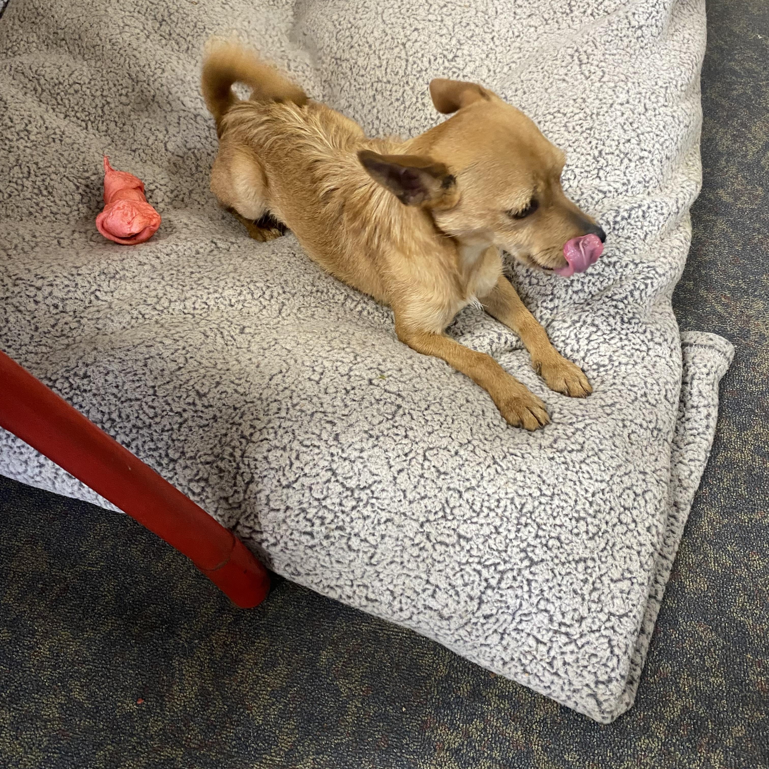 Enlarge Gadget, an adopted Chiweenie in Blytheville, AR image 1/3