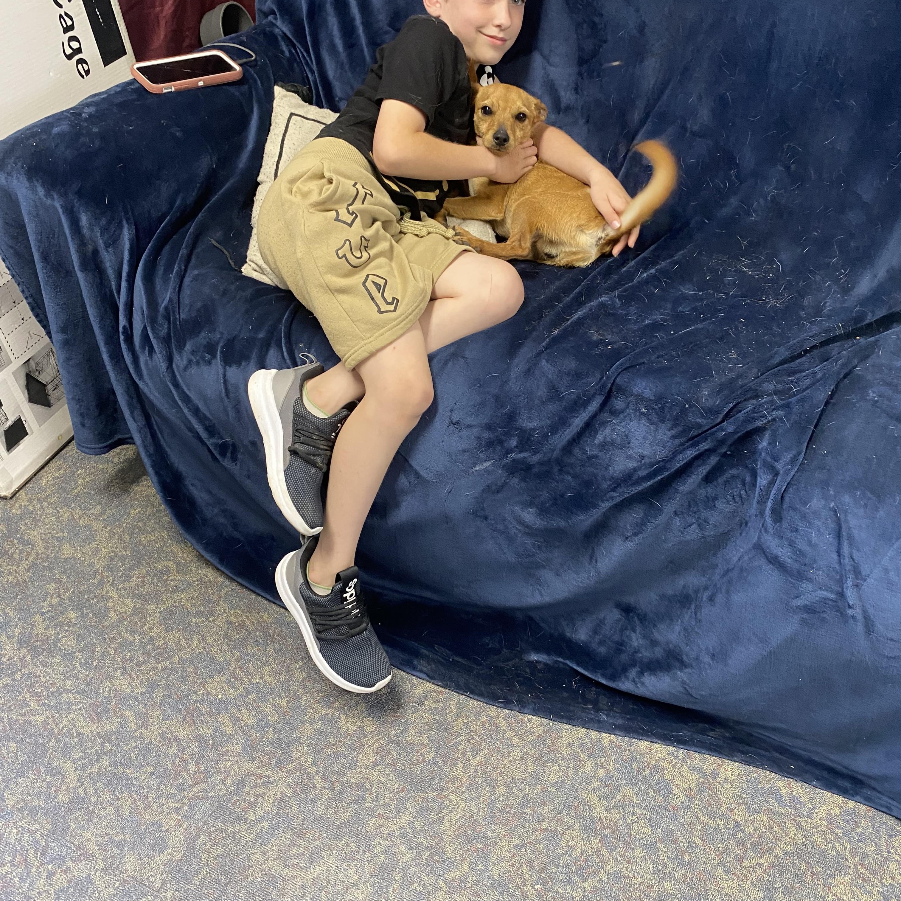 Enlarge Gadget, an adopted Chiweenie in Blytheville, AR image 2/3