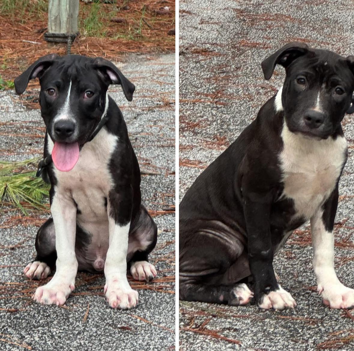 Sammy and Sissy (will separate)