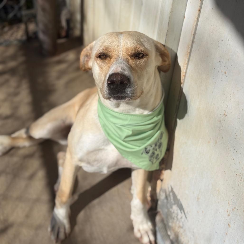 Enlarge Ethel, a Adoptable mixed breed in Stephenville, TX image 1/6