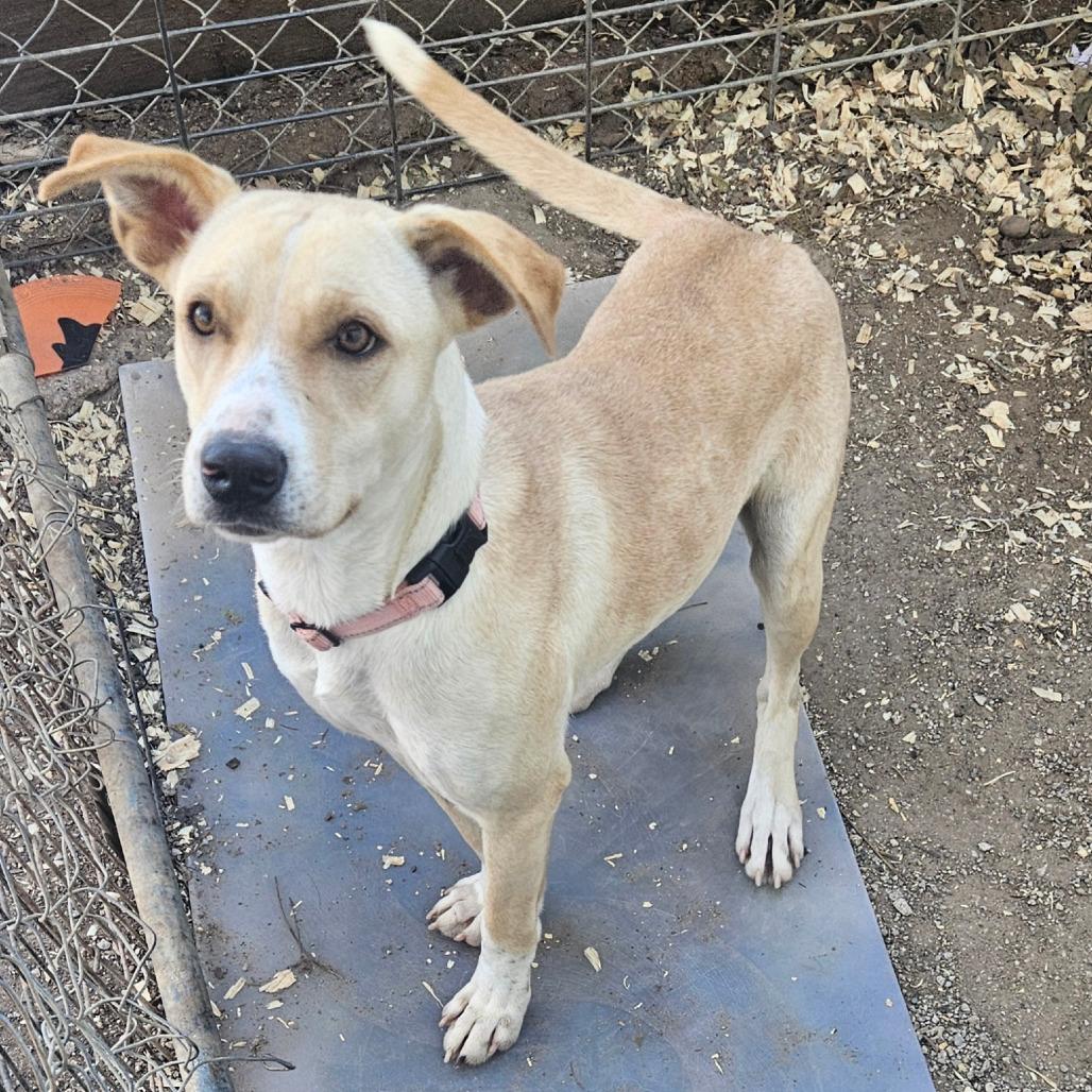 Ethel, a Adoptable mixed breed in Stephenville, TX image 1/5