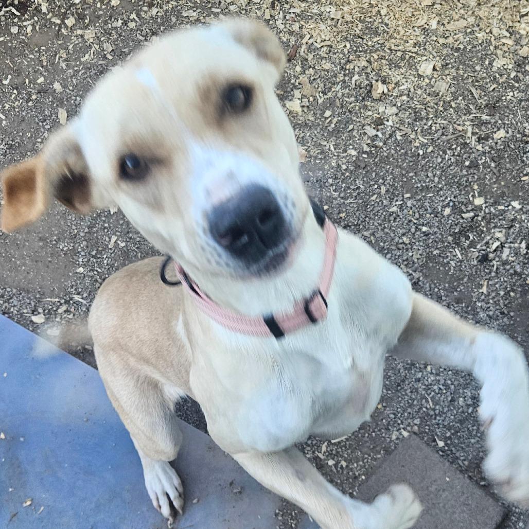 Ethel, a Adoptable mixed breed in Stephenville, TX image 2/5