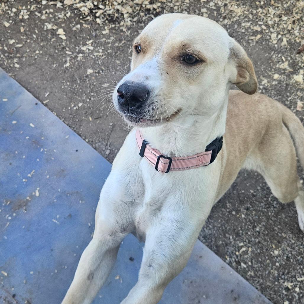 Ethel, a Adoptable mixed breed in Stephenville, TX image 4/5