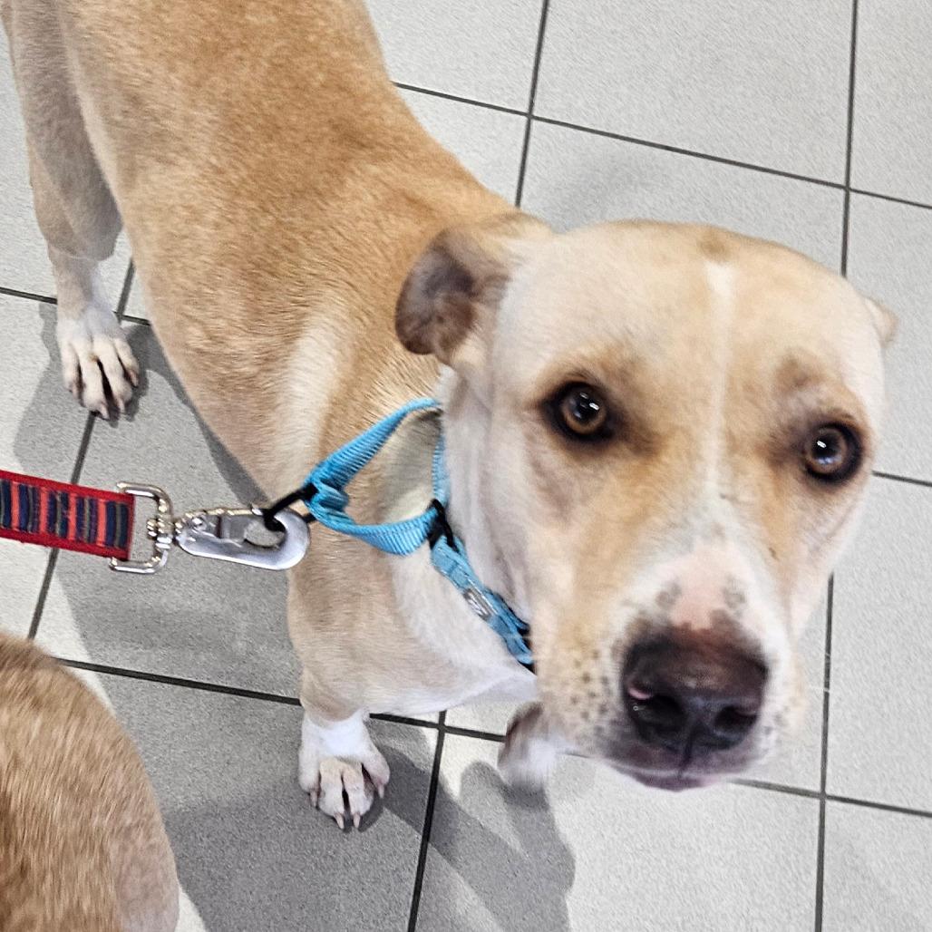 Ethel, a Adoptable mixed breed in Stephenville, TX image 5/5