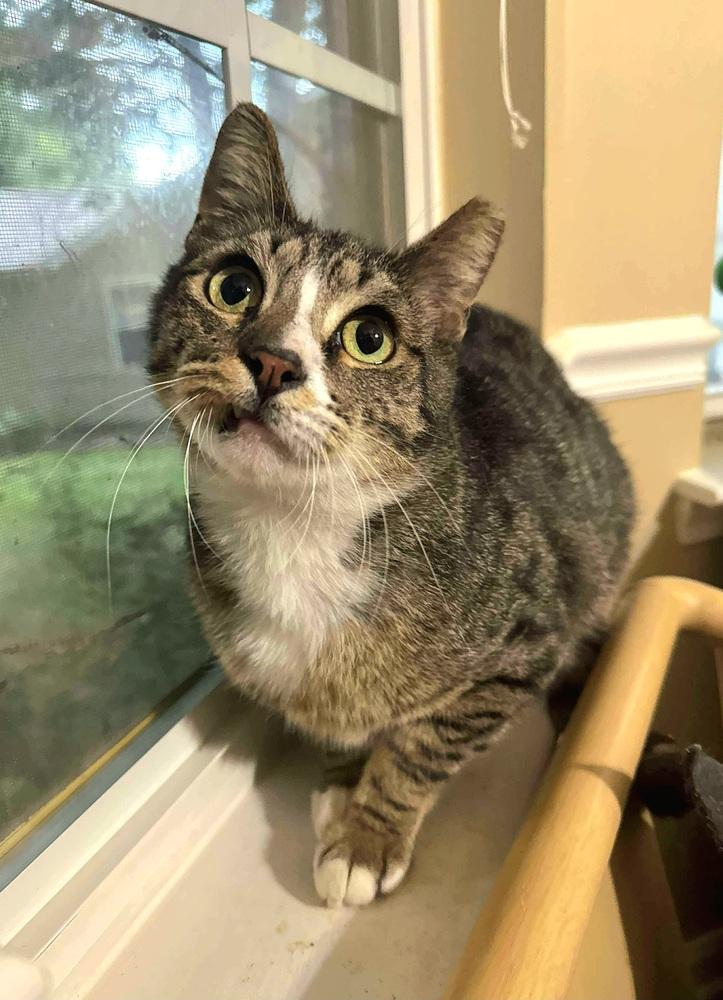 Enlarge Lip, a Adoptable Domestic Short Hair in Wilson, NC image 1/4