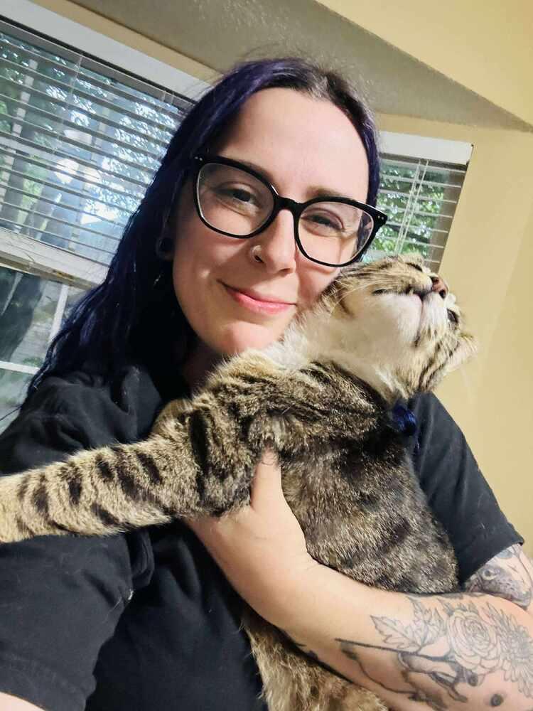 Enlarge Lip, a Adoptable Domestic Short Hair in Wilson, NC image 2/4