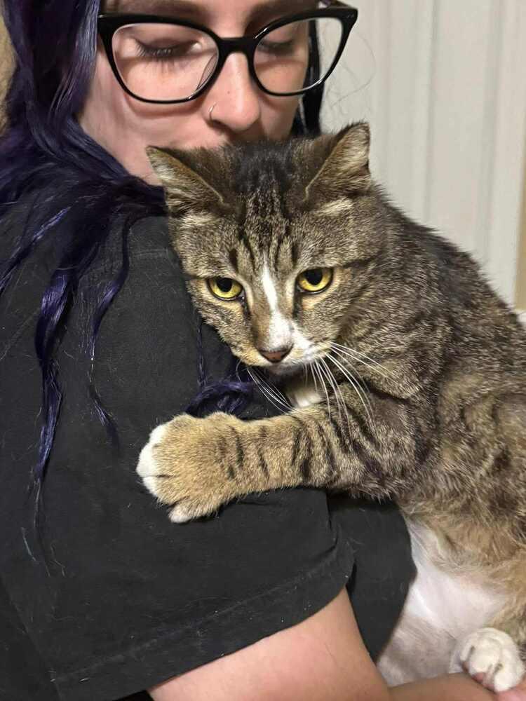 Enlarge Lip, a Adoptable Domestic Short Hair in Wilson, NC image 3/4