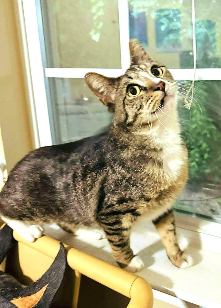 Enlarge Lip, a Adoptable Domestic Short Hair in Wilson, NC image 4/4