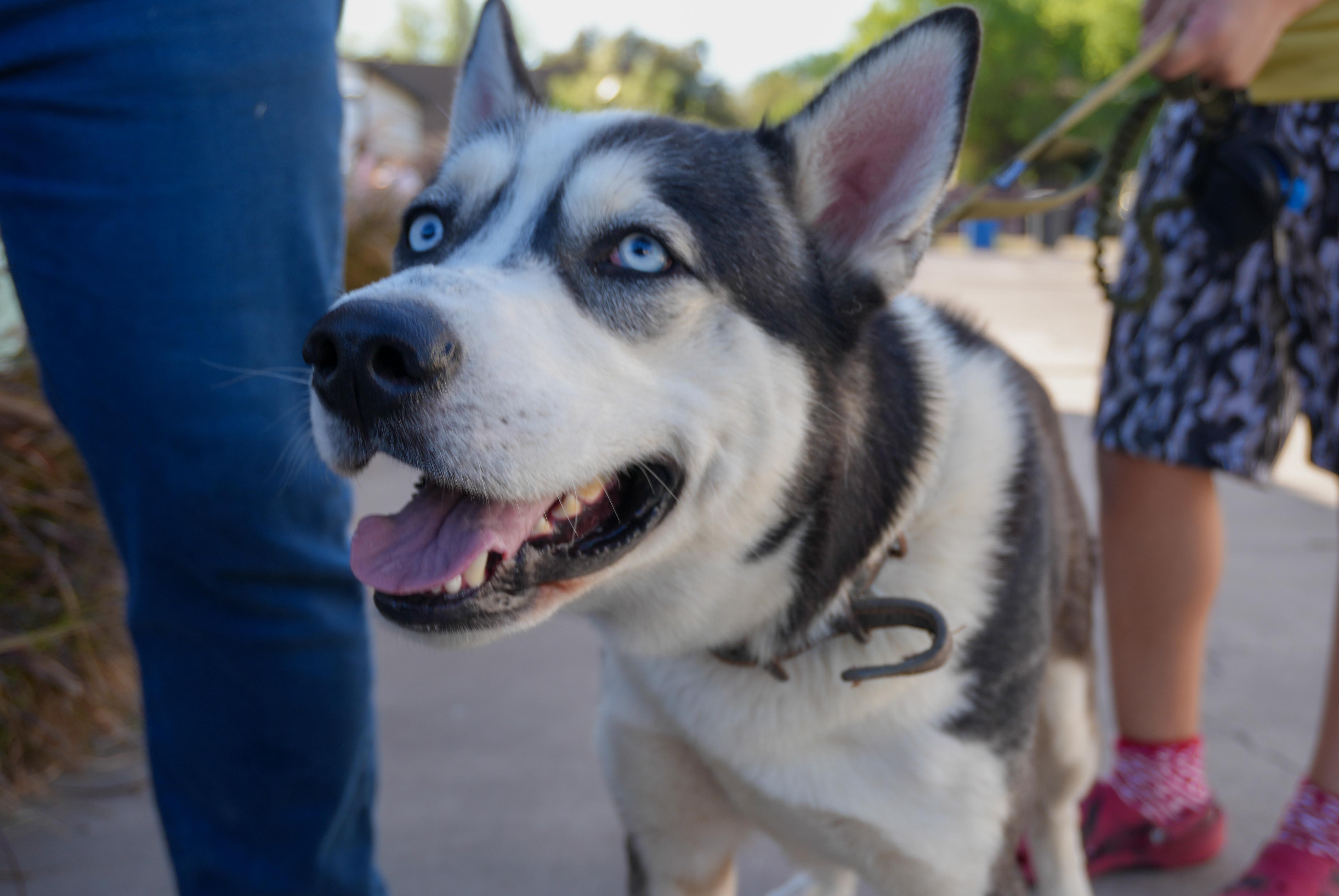 Enlarge Oreo, a Adoptable Husky in Plano, TX image 2/6