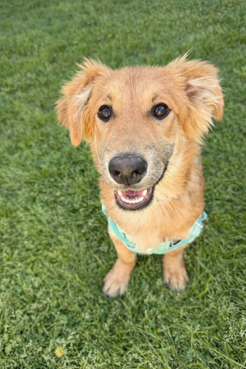 Enlarge Andy, a Adoptable mixed breed in Seattle, WA image 1/6