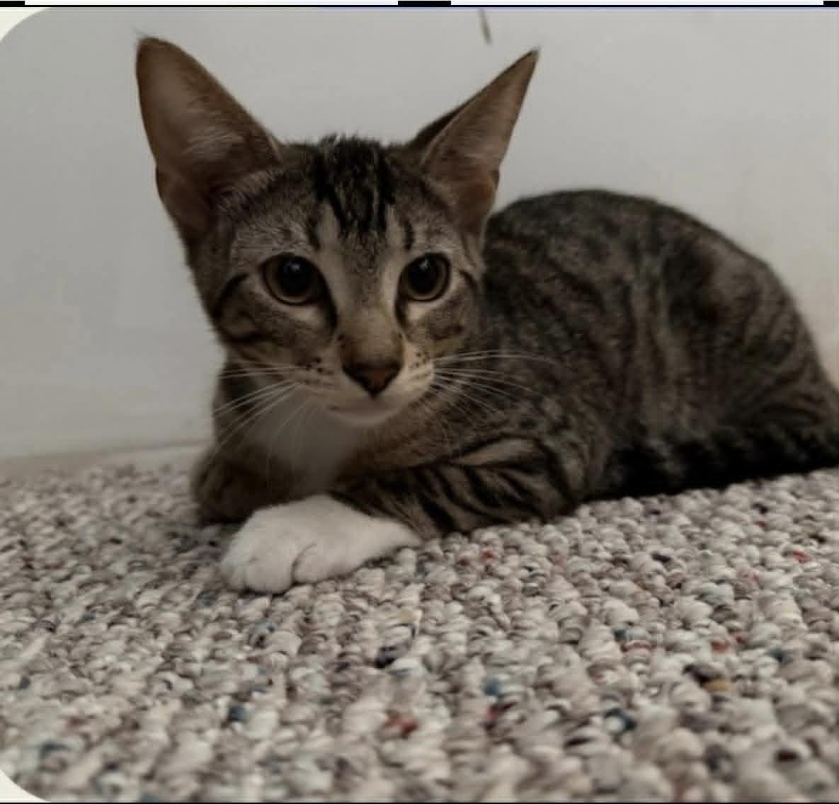 Enlarge Snickers, a Adopted Domestic Short Hair in Dalzell, IL image 1/2