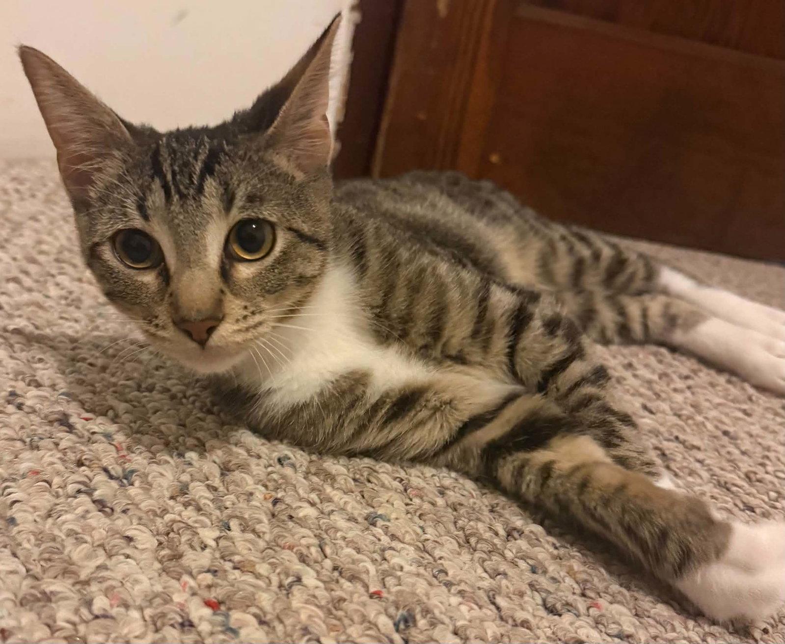 Enlarge Snickers, a Adopted Domestic Short Hair in Dalzell, IL image 2/2