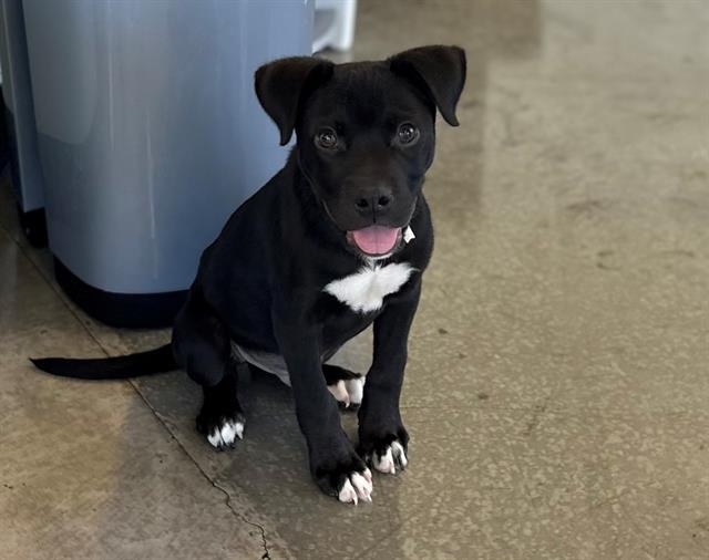 Enlarge BUCKY, a Adoptable mixed breed in Santa Clara, CA image 1/1