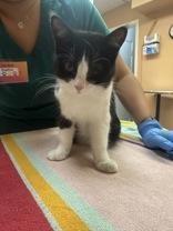Guppy, an adopted Tuxedo in Phoenix, AZ image 5/6